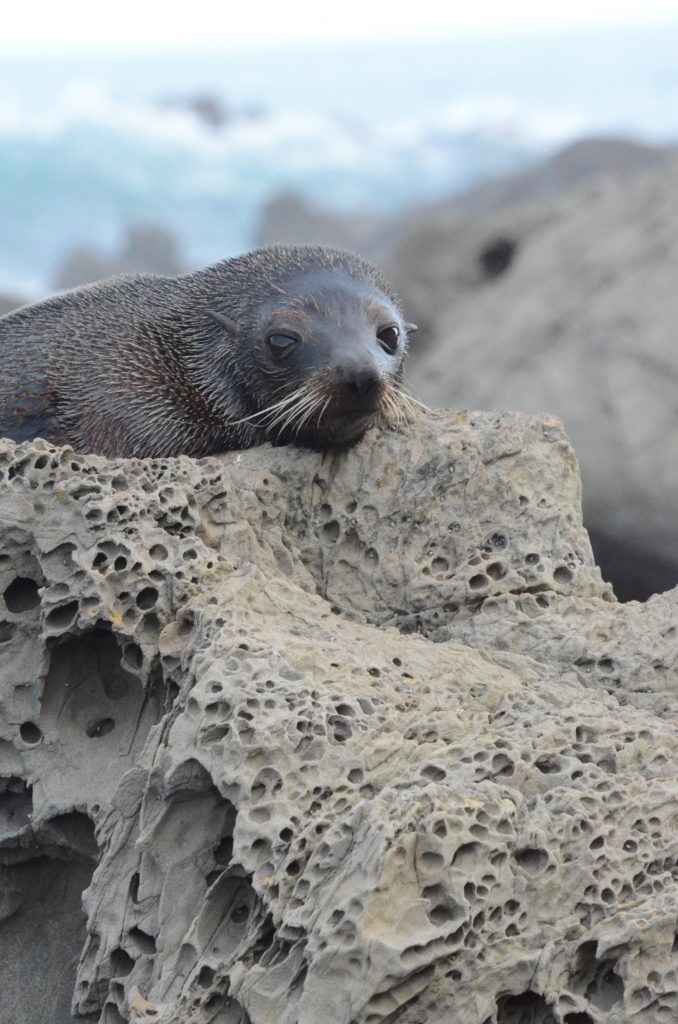 Photo of Seal at Ohau Point, Kaikoura, NZ. Photo by Ann-Marie Cahill
