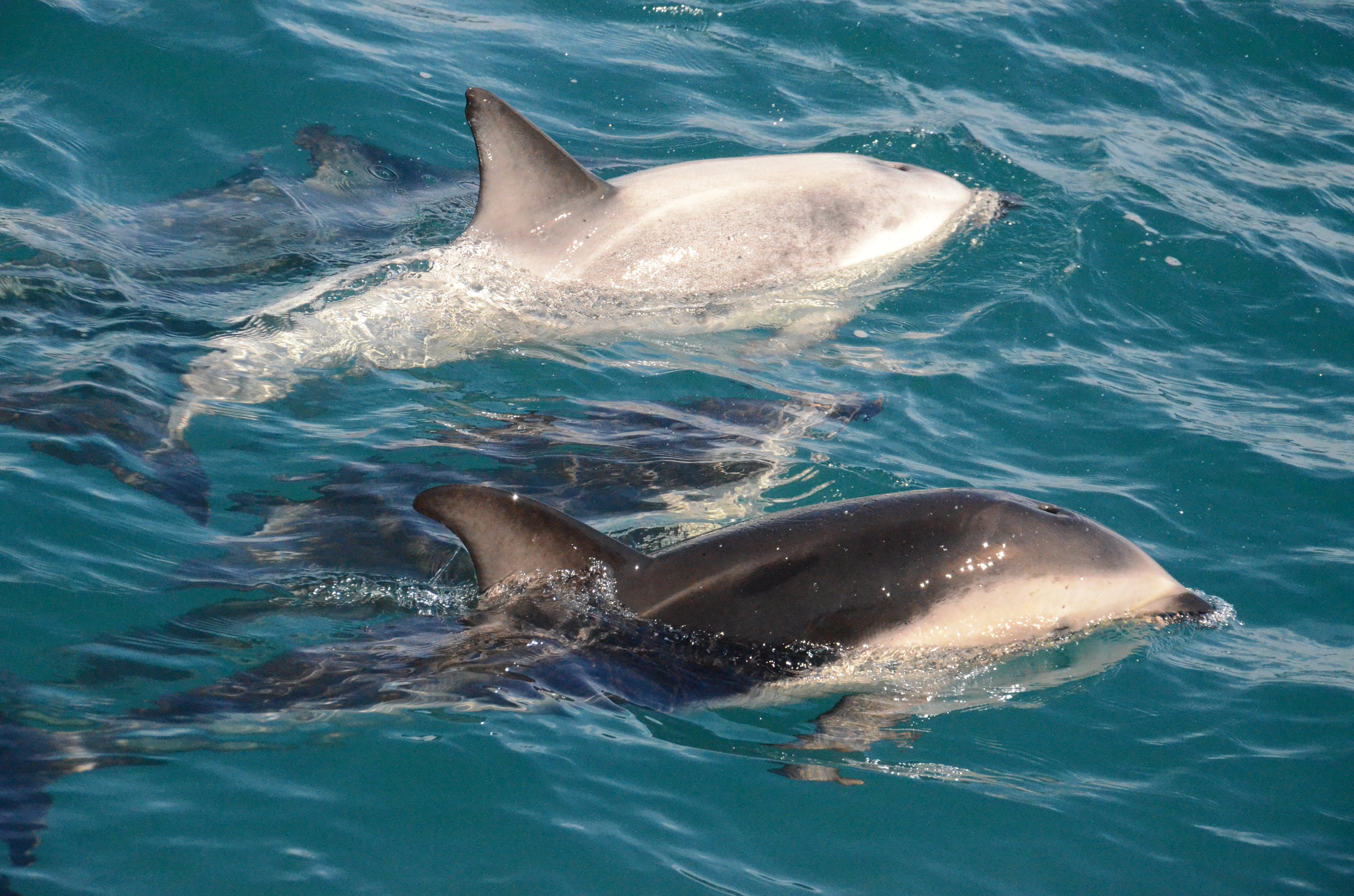 Photo of dusky dolphins seen in Kaikoura, NZ. Photo by Brent Cahill