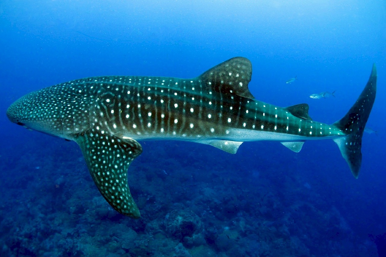 Diving with a Whale shark