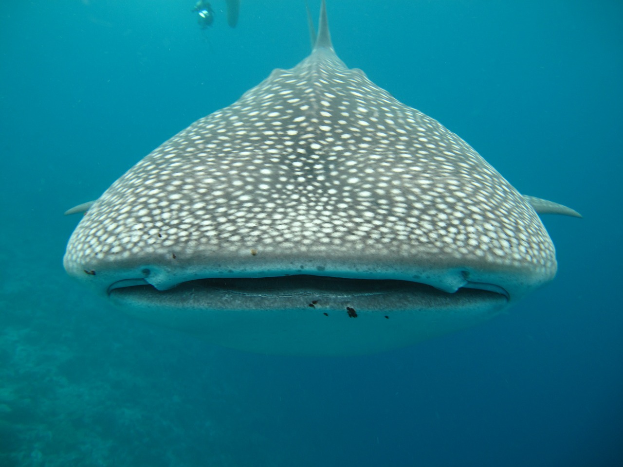 Whale shark up close and personal