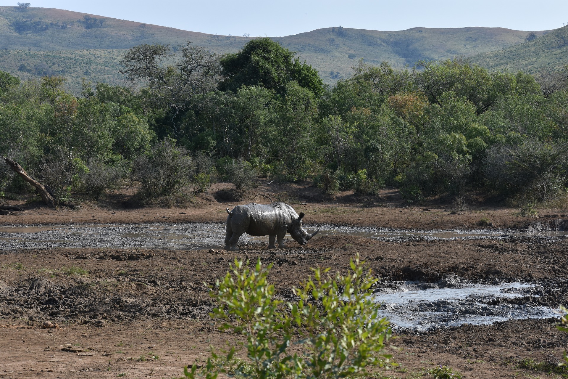 Zimbabwe - Black Rhino along a bank