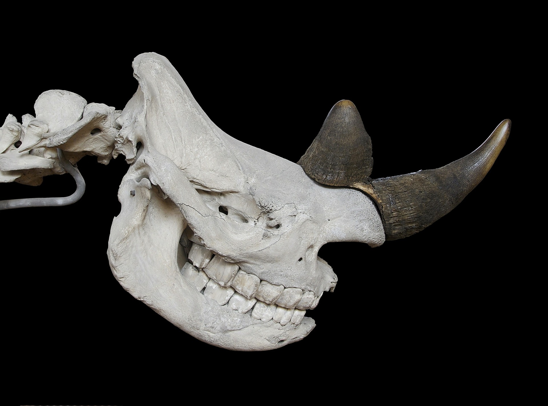 The skull of a Rhino
