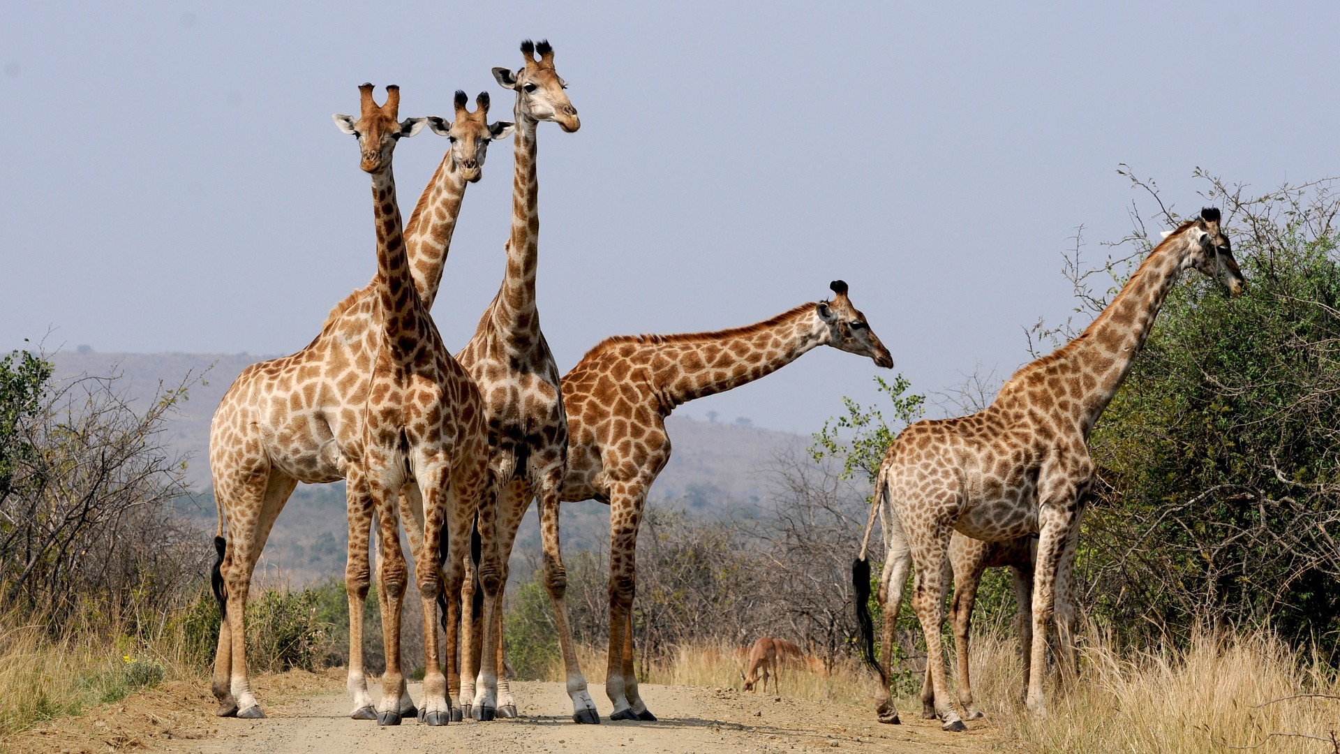 South Africa giraffes spotted on safari.