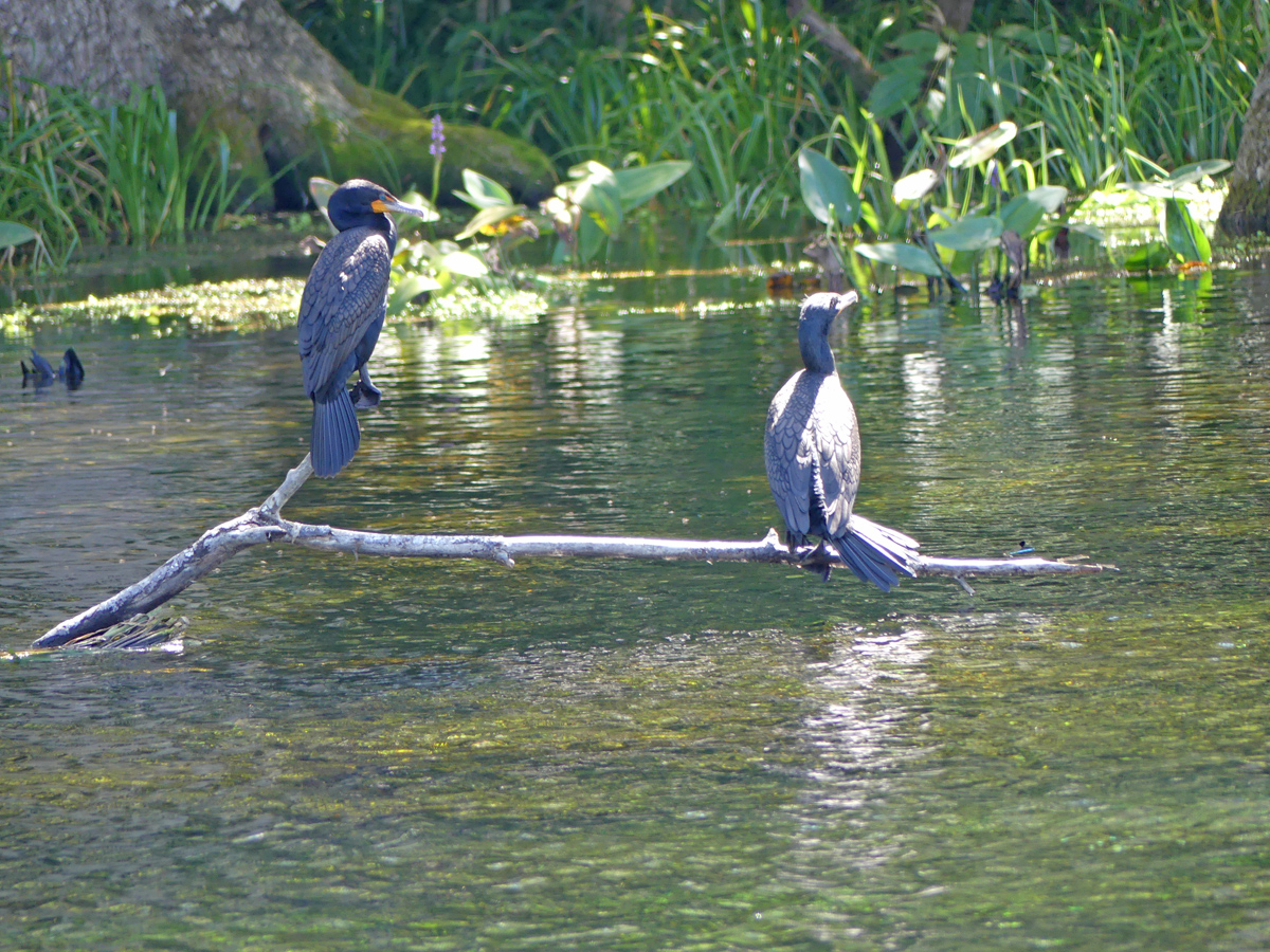 Wading birds at Silver Springs. Photo: Kathleen Walls