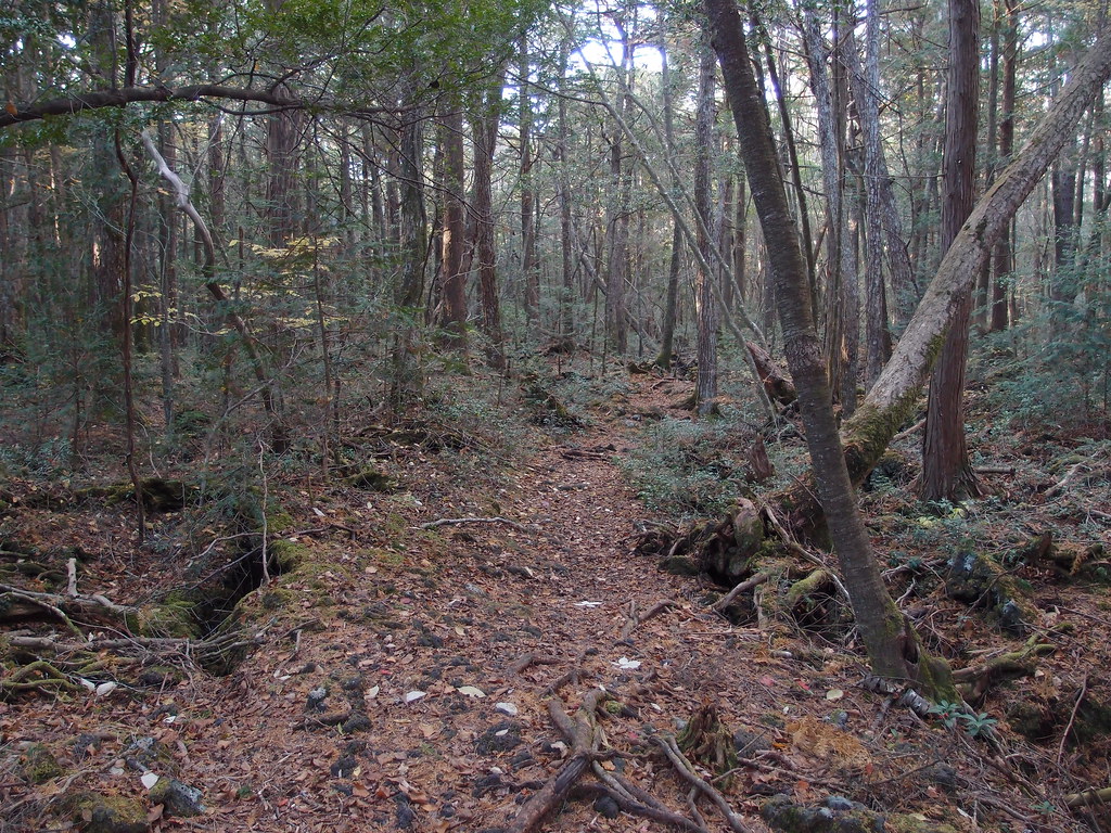 Photo of the Aokigahara suicide forest courtesy of Creative Commons.