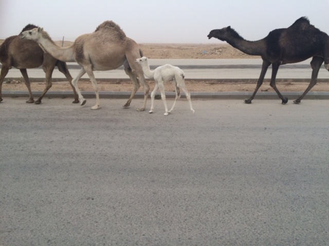 Saudi Arabia and daily sighting of camels