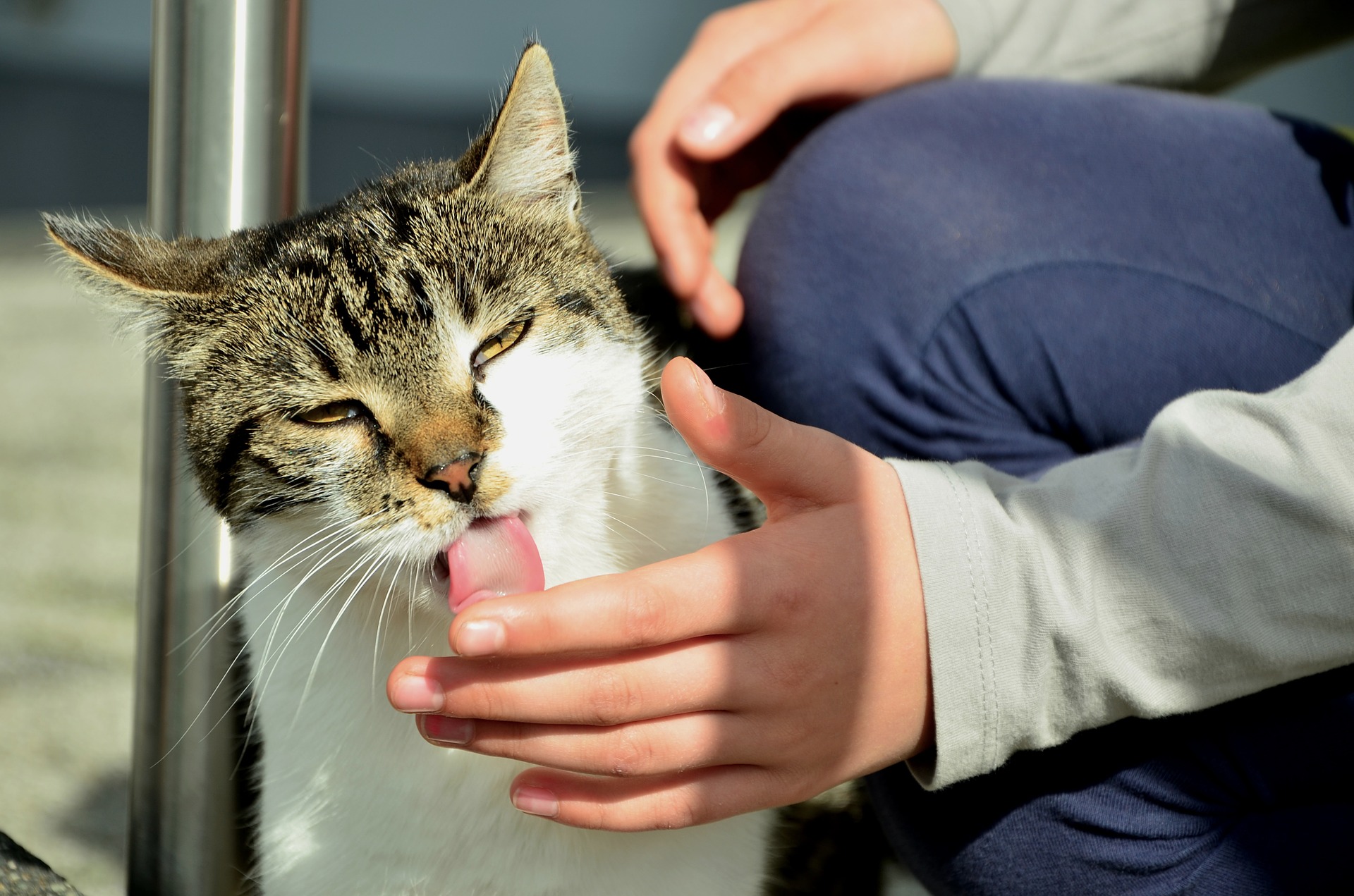 cat-licking hand can trasmit rabies