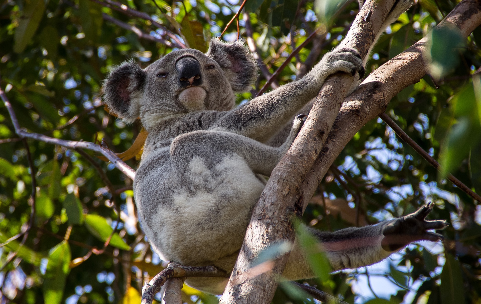koala-bear in tree in Australia