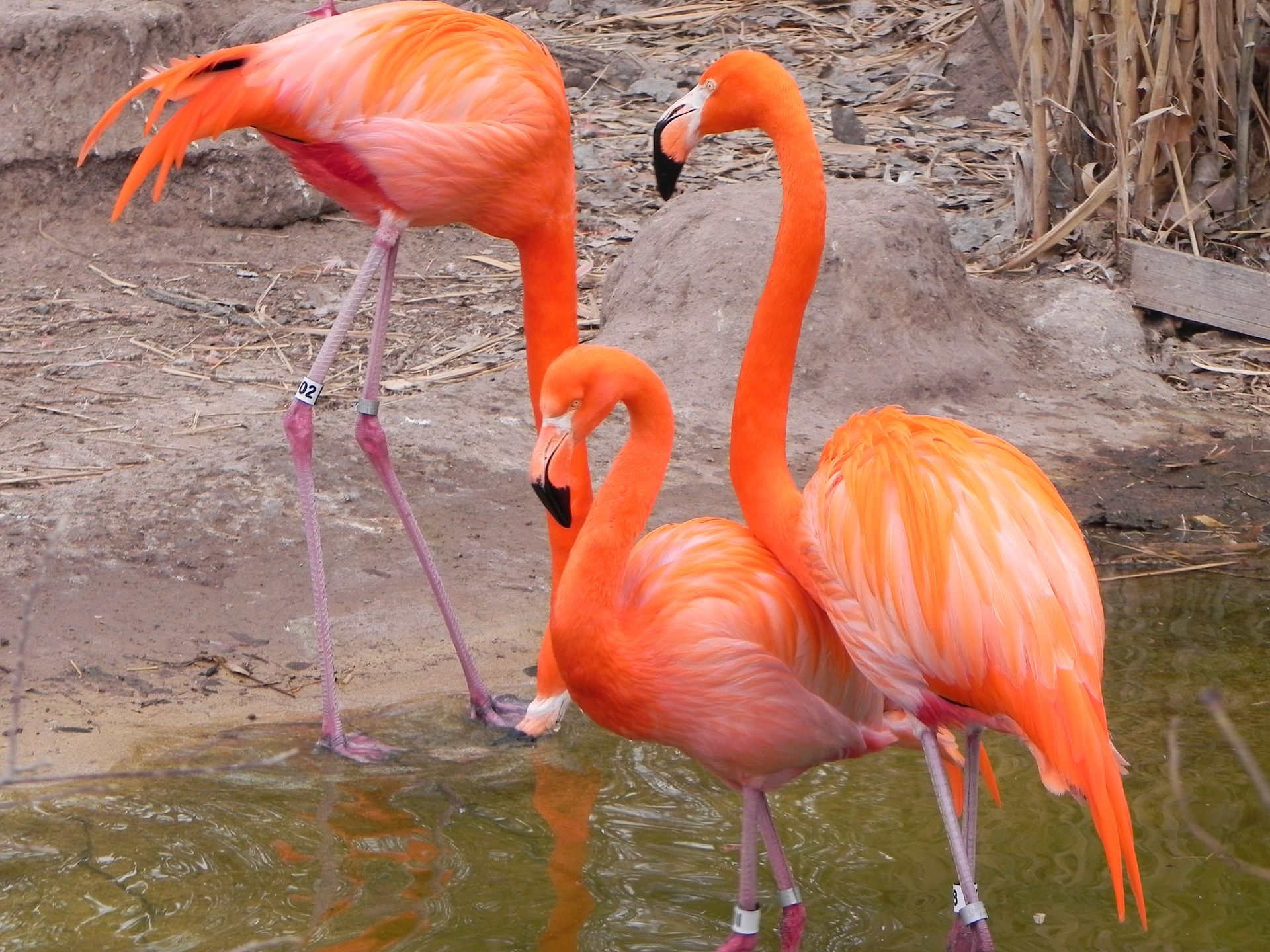 Pink Flamingos at the Albuquerque Zoo within the BioPark.