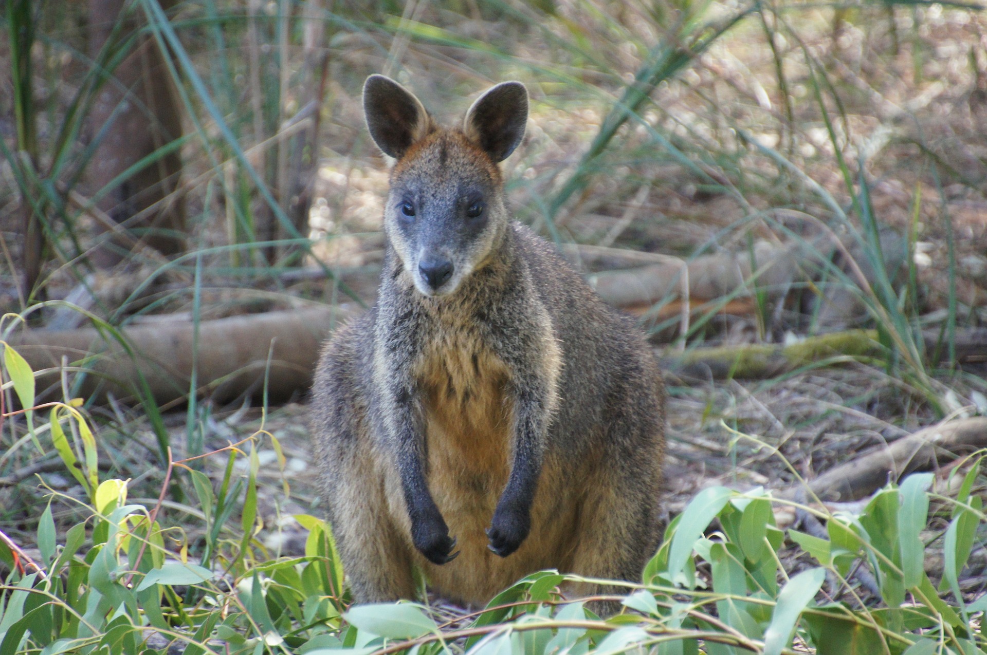 wallaby-Kangaroo Island Australia