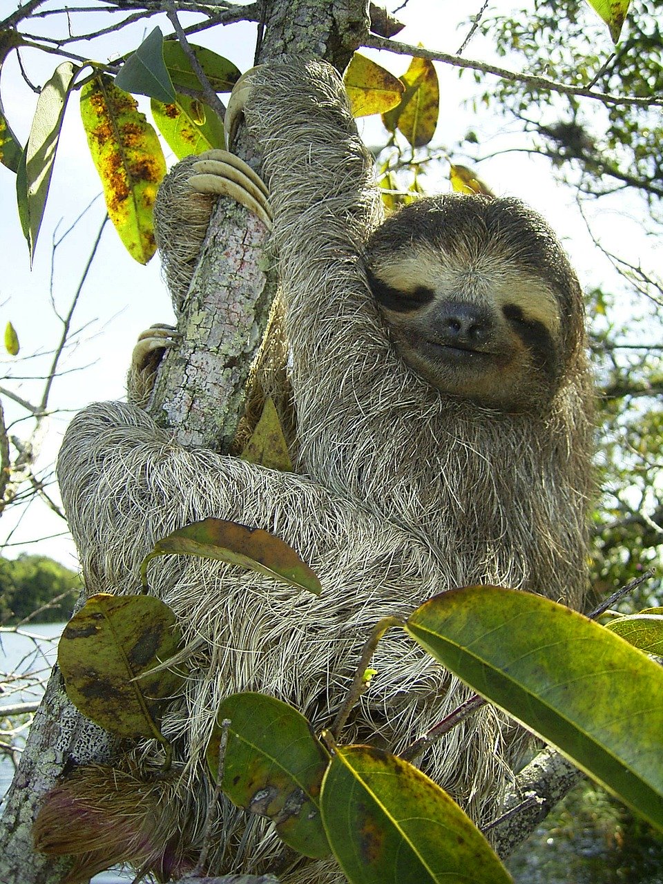 Photo of pygmy sloth-an endangered species