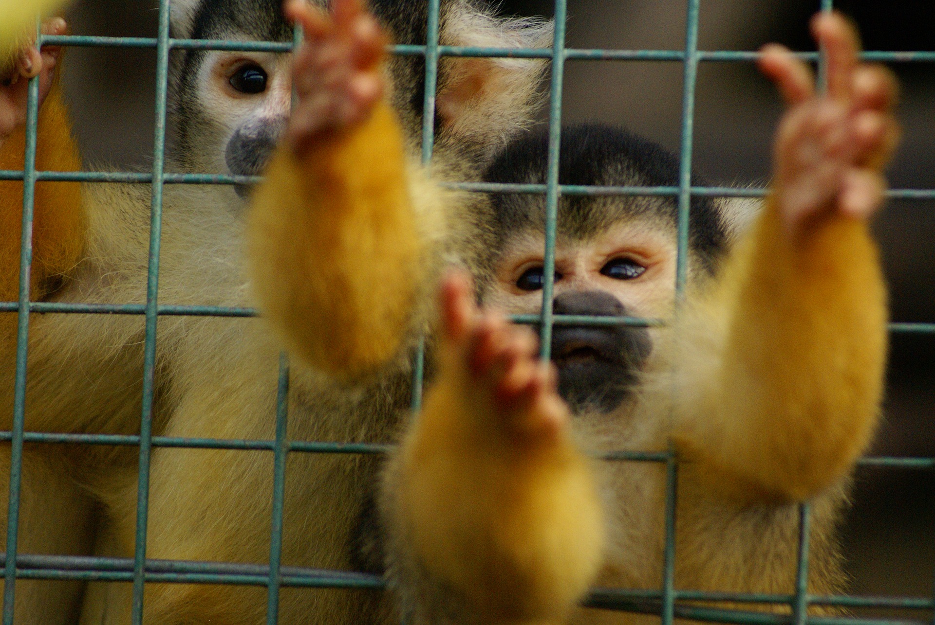 Pandemic - squirrel-monkey-in cage