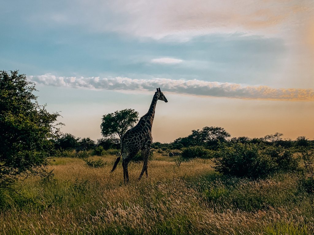 A lone giraffe in Klaserie Reserve, Kruger National Park South Africa. Photo:  Kellie Paxian
