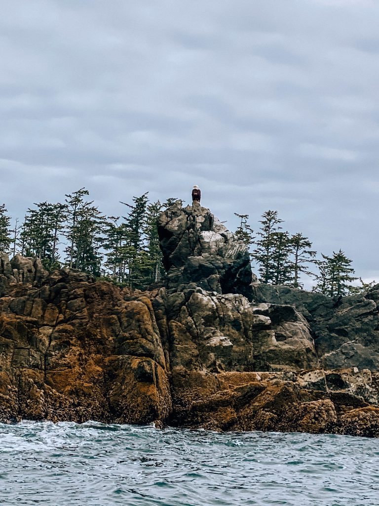 Bald eagle in Ucluelet, BC. Photo: Kellie Paxian