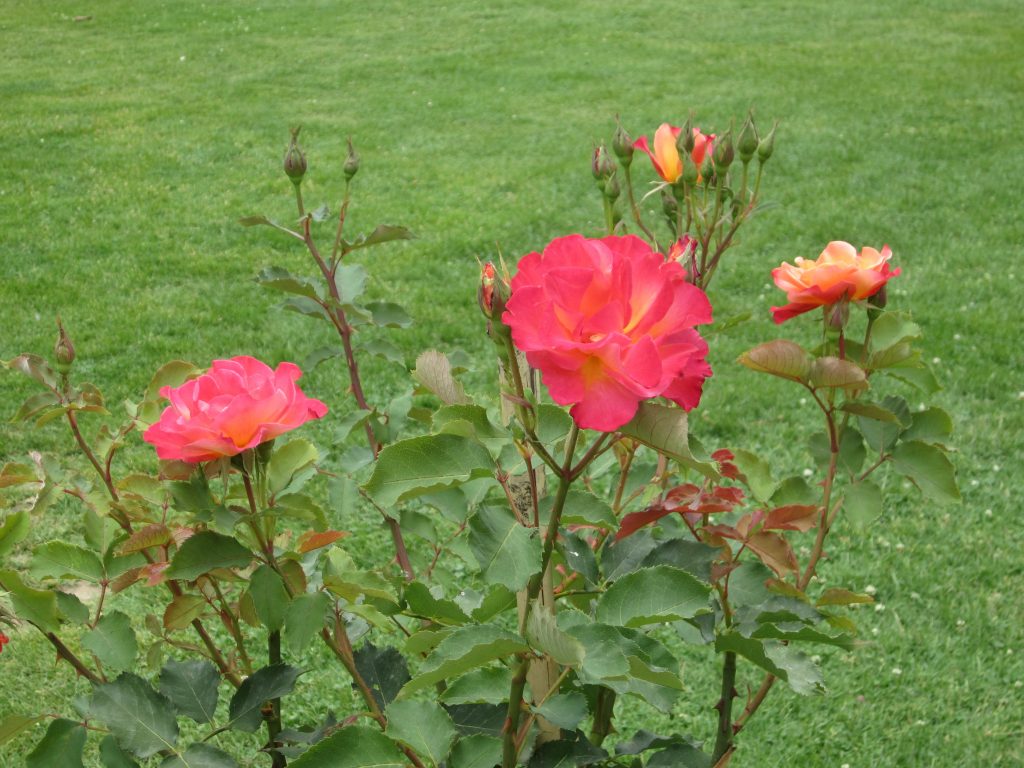 Roses in Kashmir