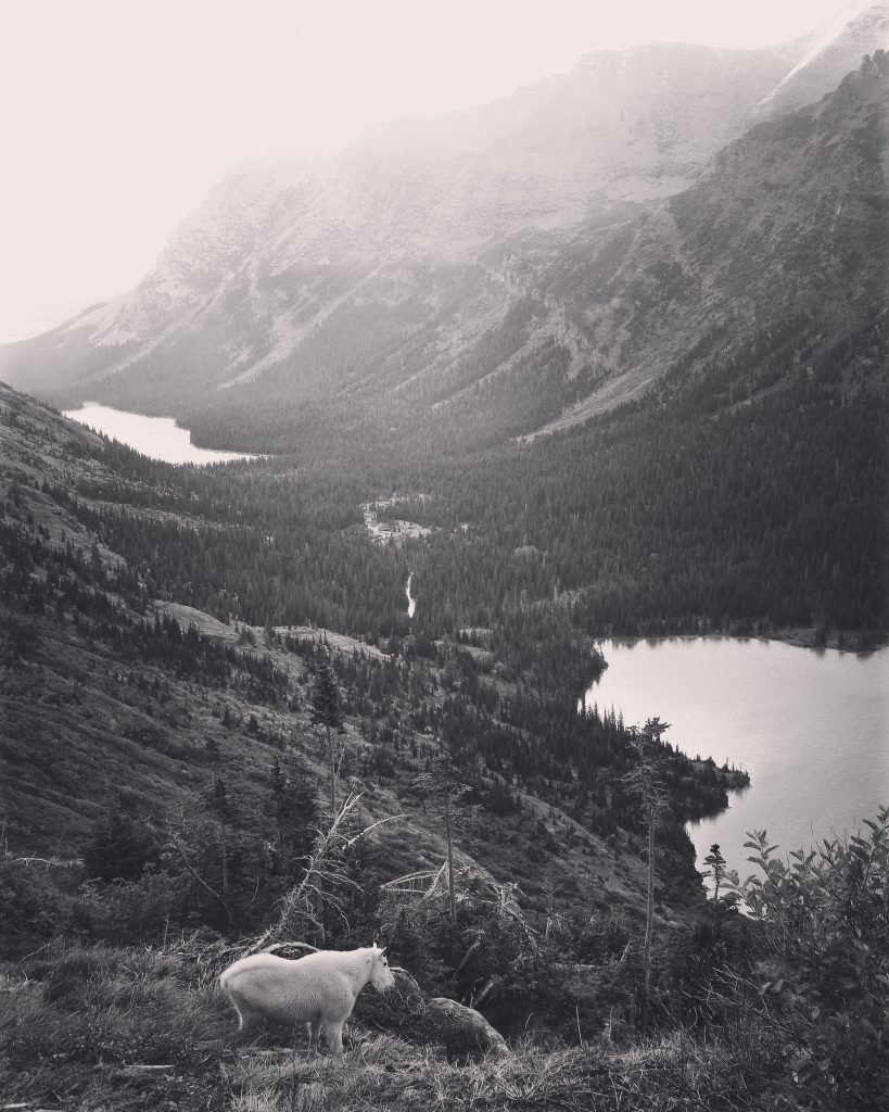Goat above Grinnell Lake. Photo: Ali Wunderman