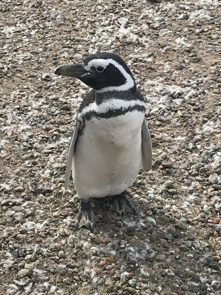 Magellanic penguin in the Punta Tombo colony, Puerto Madryn. Photo: Devon Older
