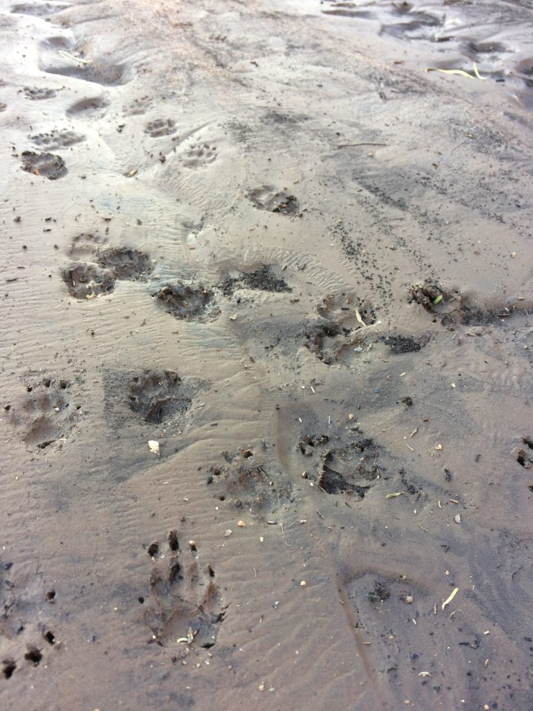 Coyote tracks in Superstitions. Photo: Breana Johnson