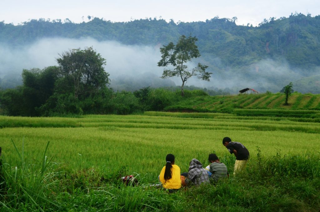 Travel 2021 - Green rice field
