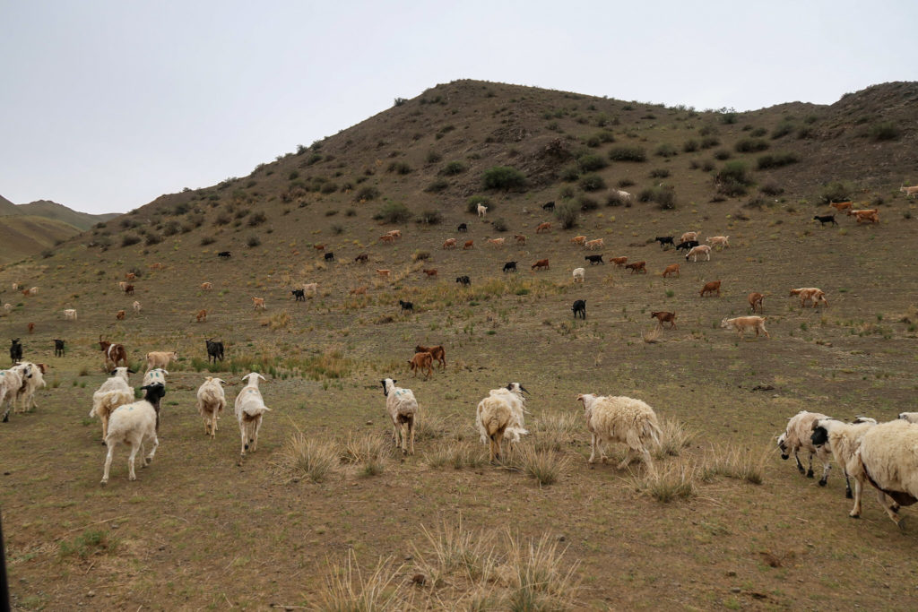 Mongolian-Sheep-by-Vivian-Wang