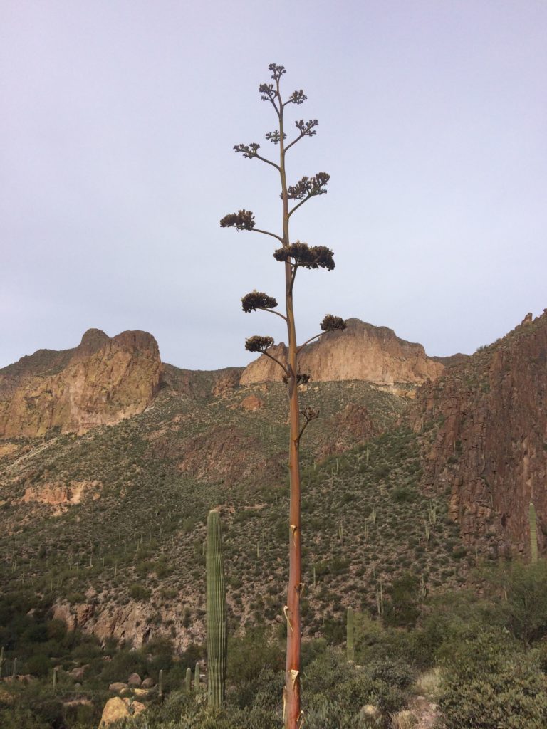 Yucca in the Superstitions photo by Breana Johnson.