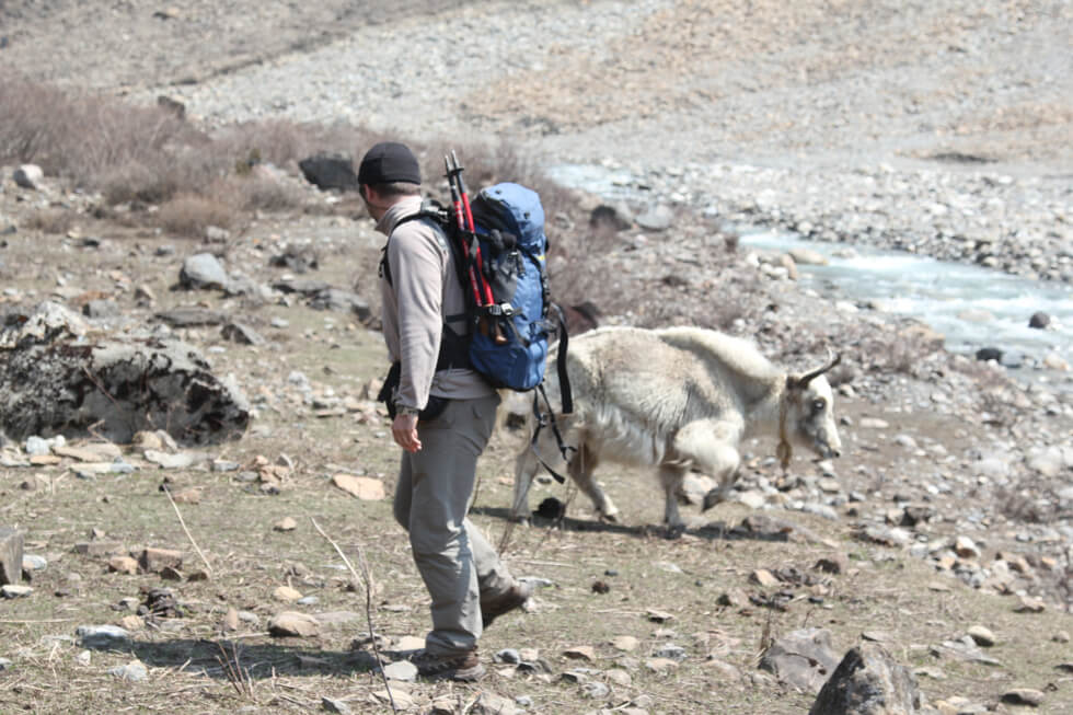 The trekker and yak right before the attack. Photo: Shreeram Thapaliya. Around the World