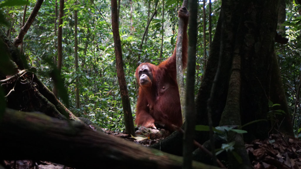 Viewing the orangutan from a safe distance of more than 10 meters. Image by Nayla Azmi.