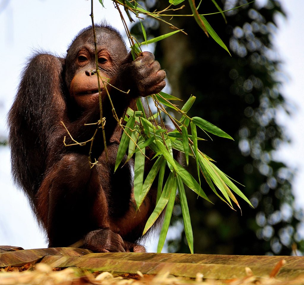 Orangutan baby photo courtesy of Richard Mcall (Pixabay).