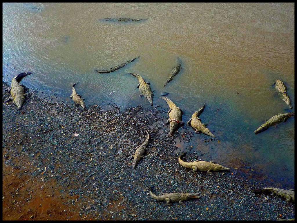 travel goes bad - dead crocs