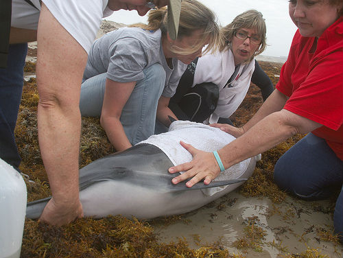 Dolphin Rescue.jpg