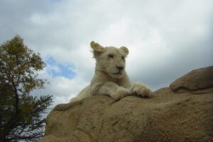 White lion leeuwenjong-