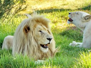 White lions in Johannesburg