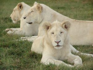 white-lions