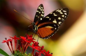 Butterfly in botanical garden