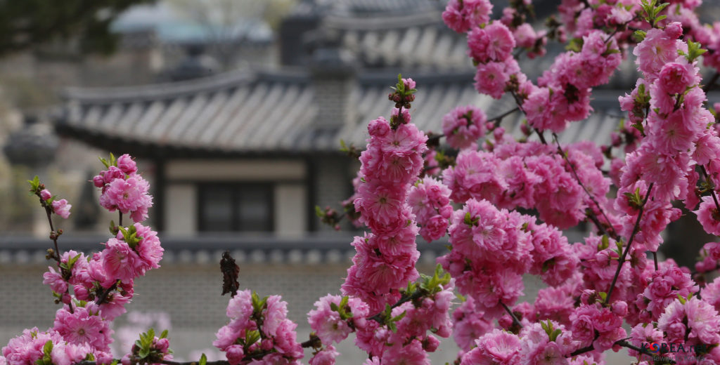 Changdeok Palace photo by Republic of Korea