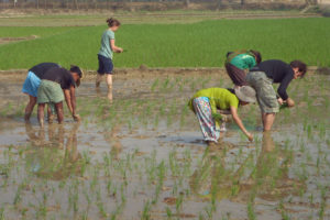 Volunteers in rice field.jpg