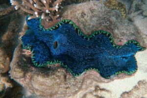 Australia.underwater clam
