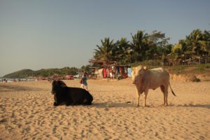 Cows on Goa beach
