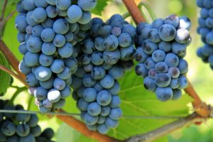 Grape vines harness the power of vinotherapy