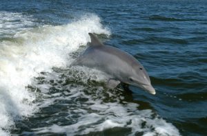 dolphin-.jpg