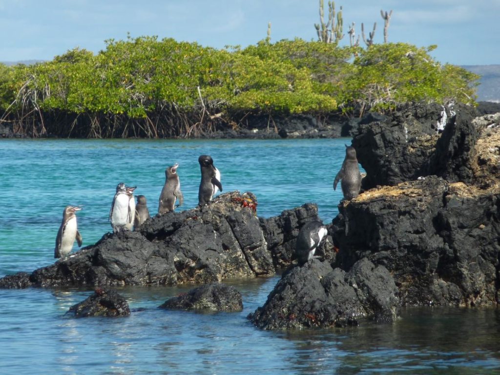 Penguins on the Galapagos
