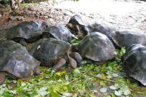 Galapagos Island turtles