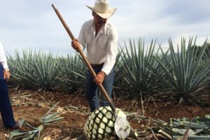 Puerto Vallarta - Harvesting the agave cactus for tequila. Photo: Tonya Fitzpatrick