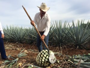 Puerto Vallarta - Harvesting the agave cactus for tequila. Photo: Tonya Fitzpatrick