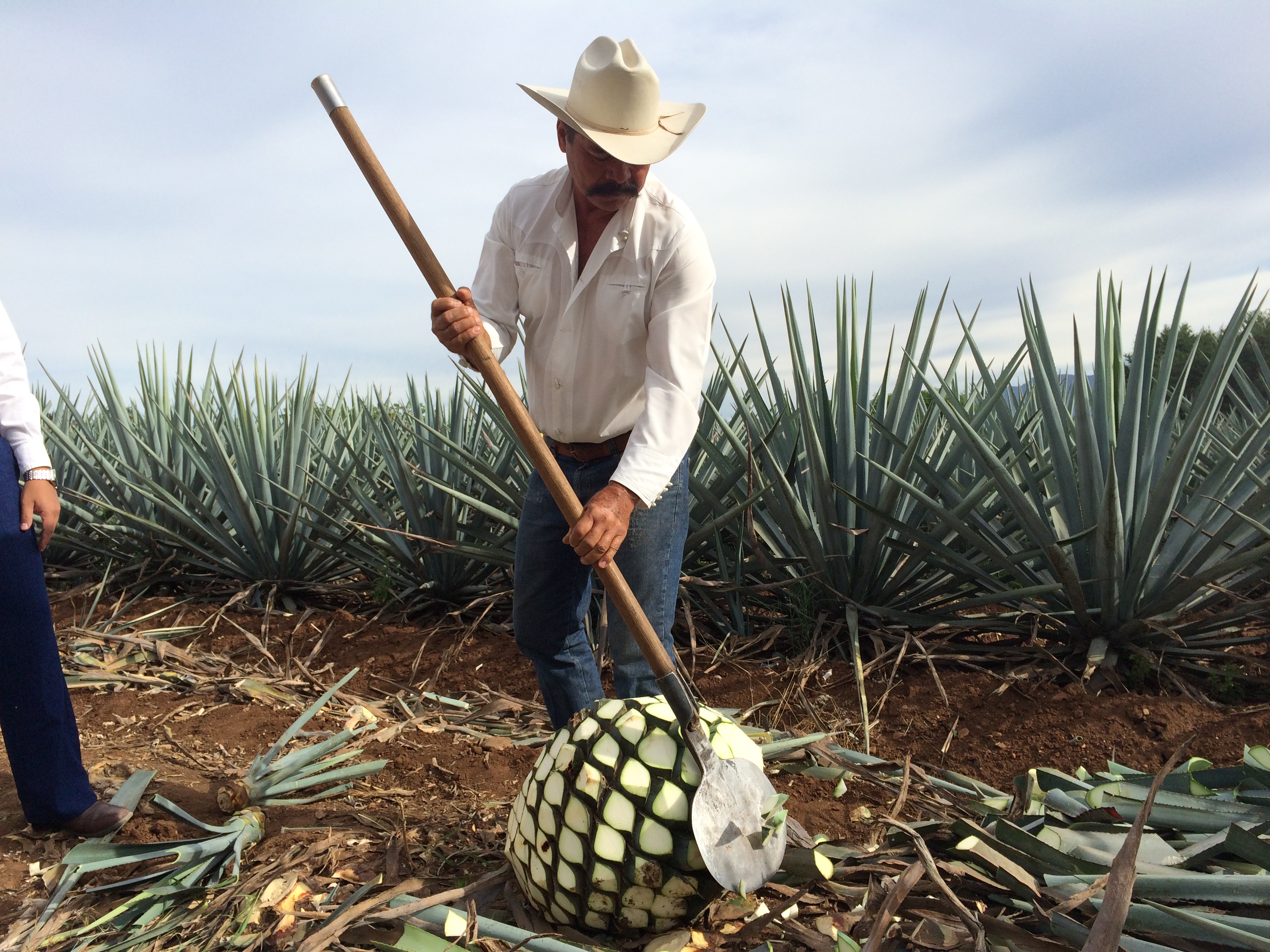 Harvesting the agave cactus for tequila. Photo: Tonya Fitzpatrick