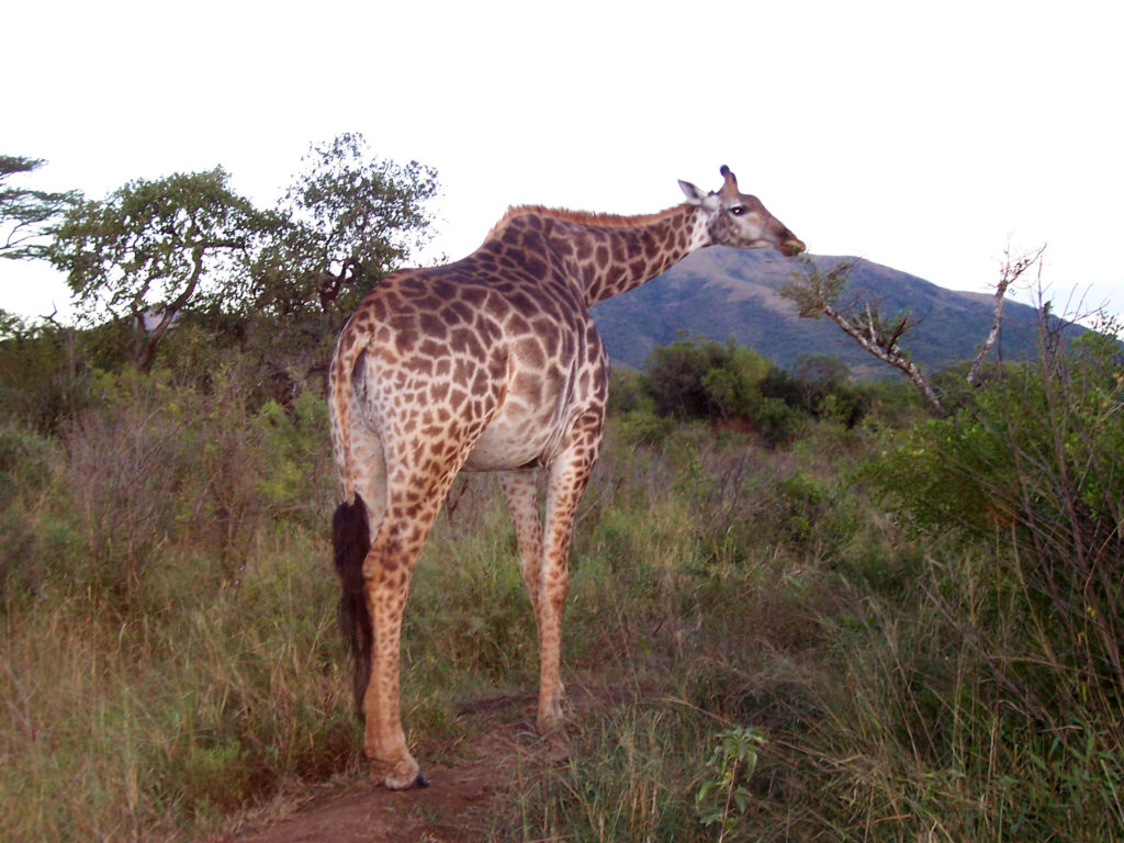 South-Africa-Giraffe