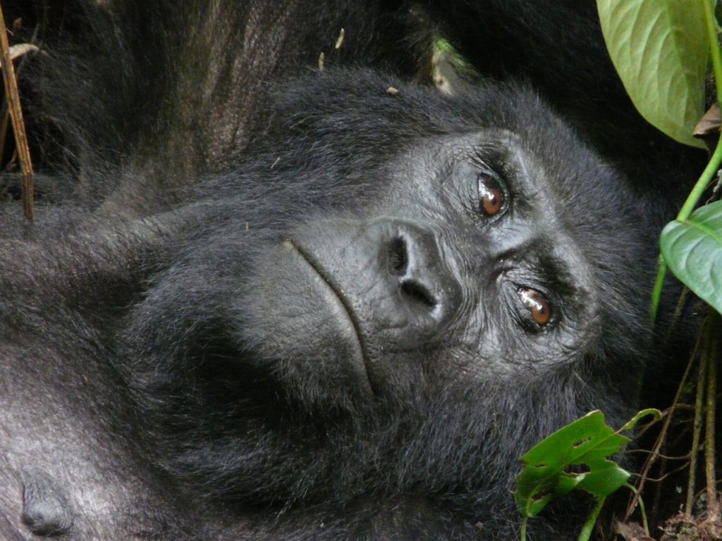 Mountain Gorilla of Uganda