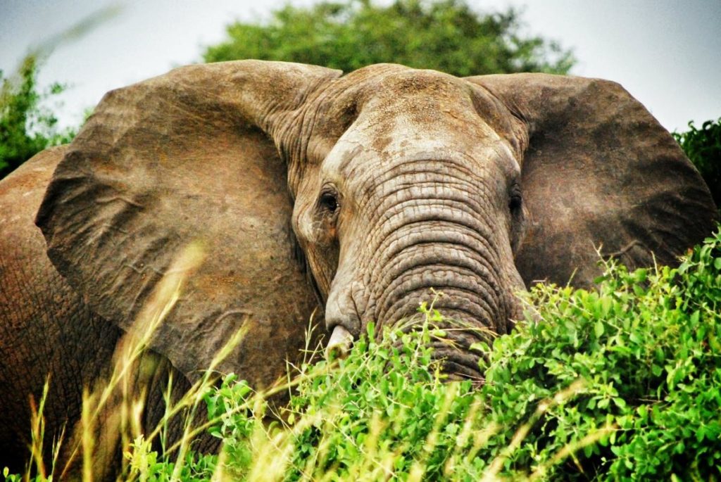 Uganda elephant