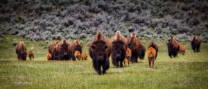 Africa - A heard of bison in Yellowstone National Park