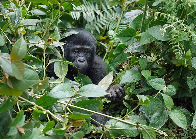 gorilla-Uganda-Bwindi